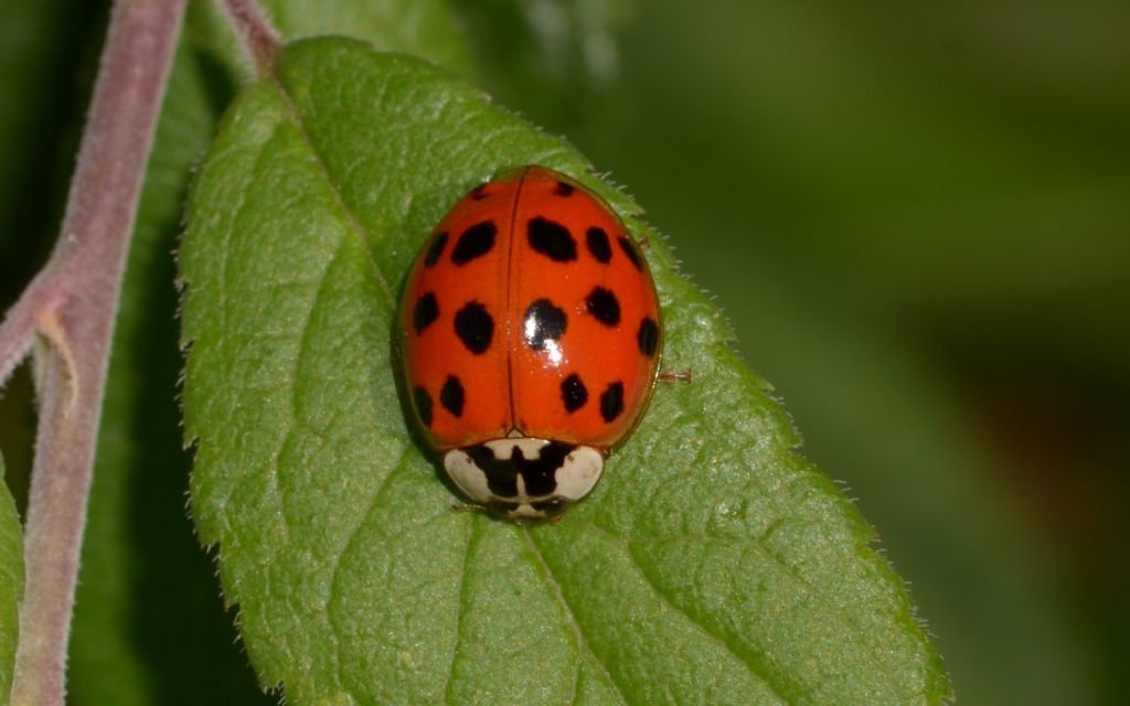 Coccinellidae: Harmonia axyridis